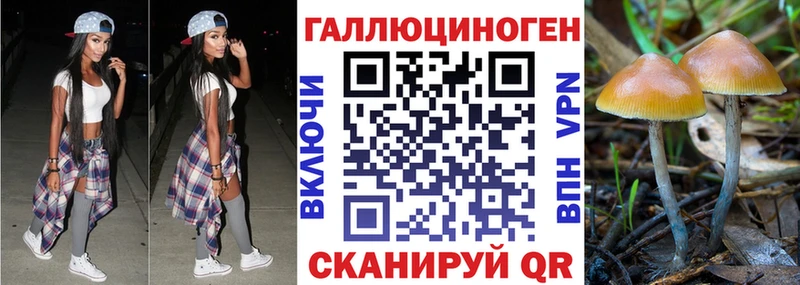 где найти наркотики  ссылка на мегу сайт  Псилоцибиновые грибы Psilocybine cubensis  Дрезна 